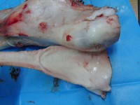 /album/anatomie-distalni-casti-koncetiny-podkovarska-skola-s-r-o-/cimg3212-jpg/